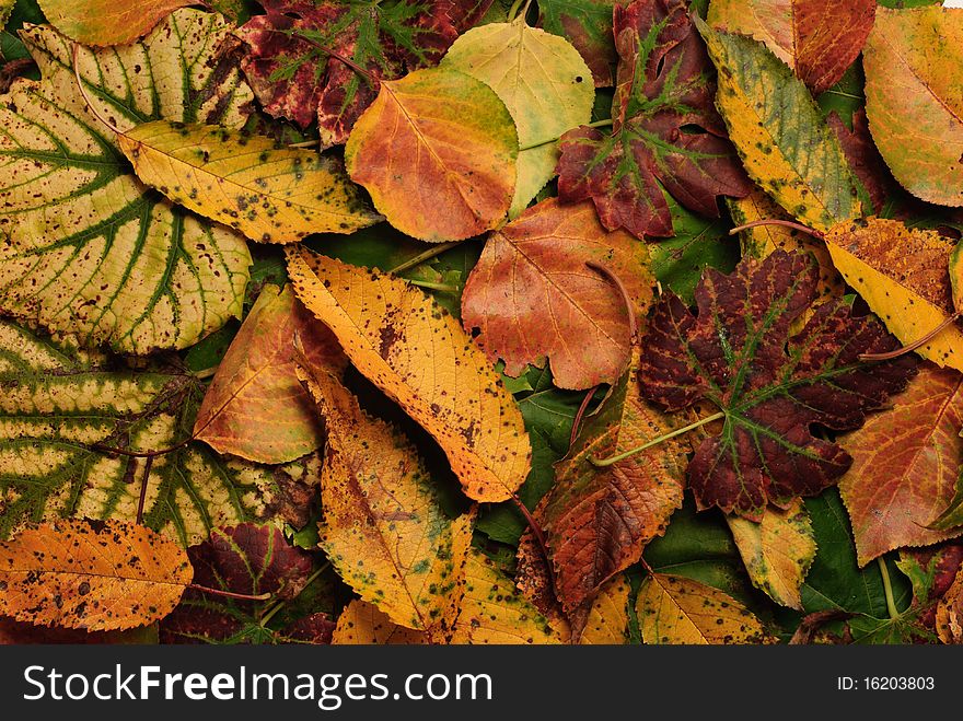 Nice background texture with very colorful leafs