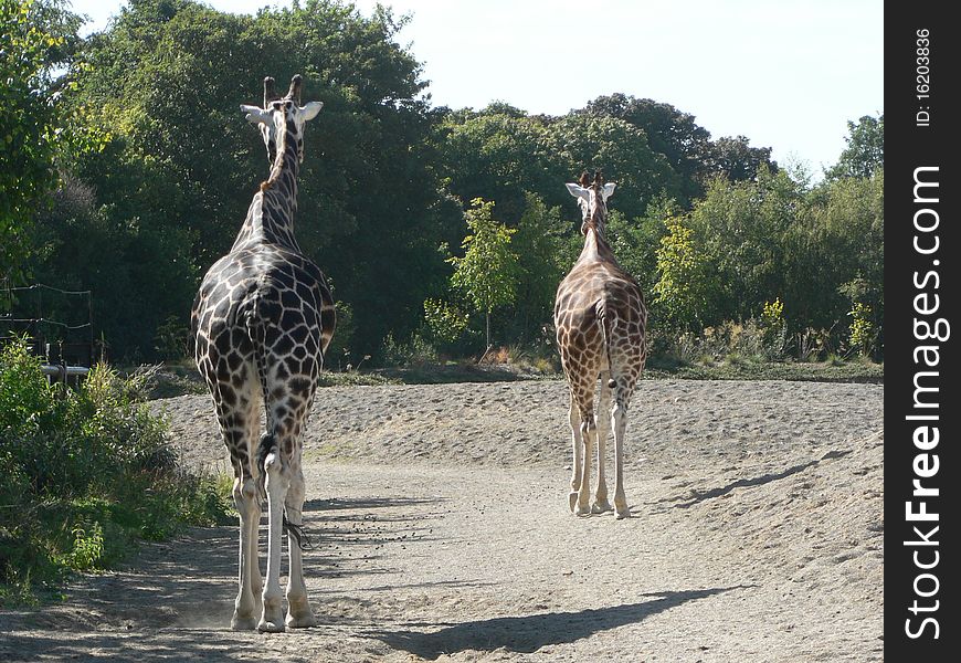 A view of one of the world tallest animals - the elegant giraffe. A view of one of the world tallest animals - the elegant giraffe