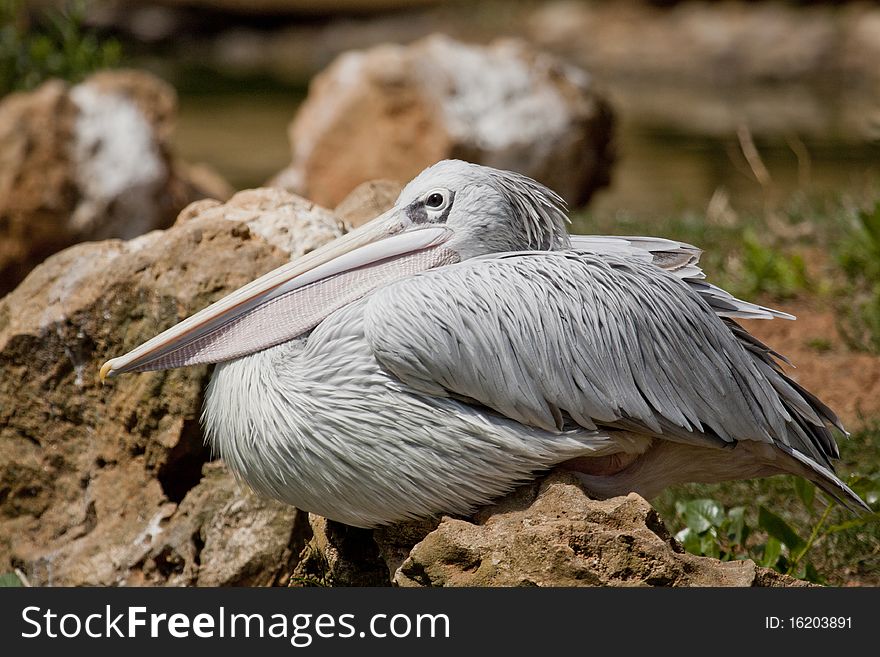 Close view of a Pink-backed Pelican bird on a zoo.