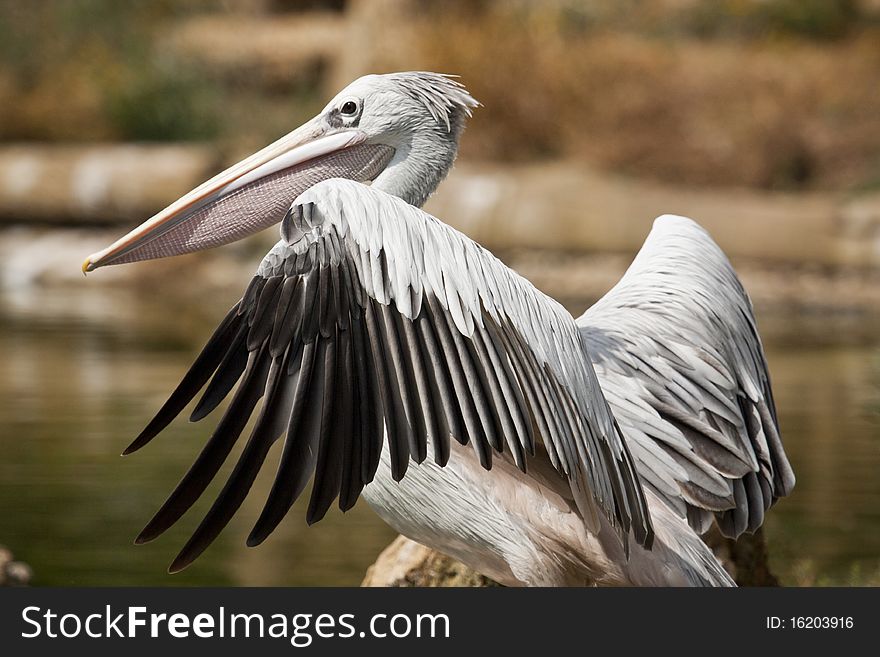 Close view of a Pink-backed Pelican bird on a zoo.