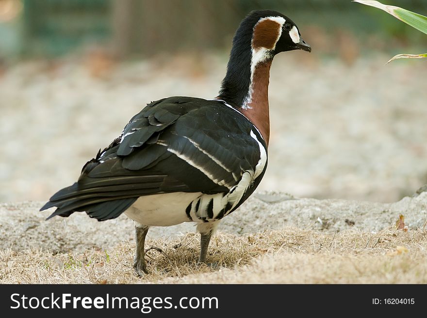 Red Breasted Goose on Shore