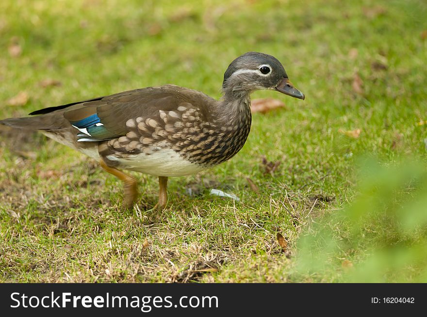 Mandarin Duck, Female