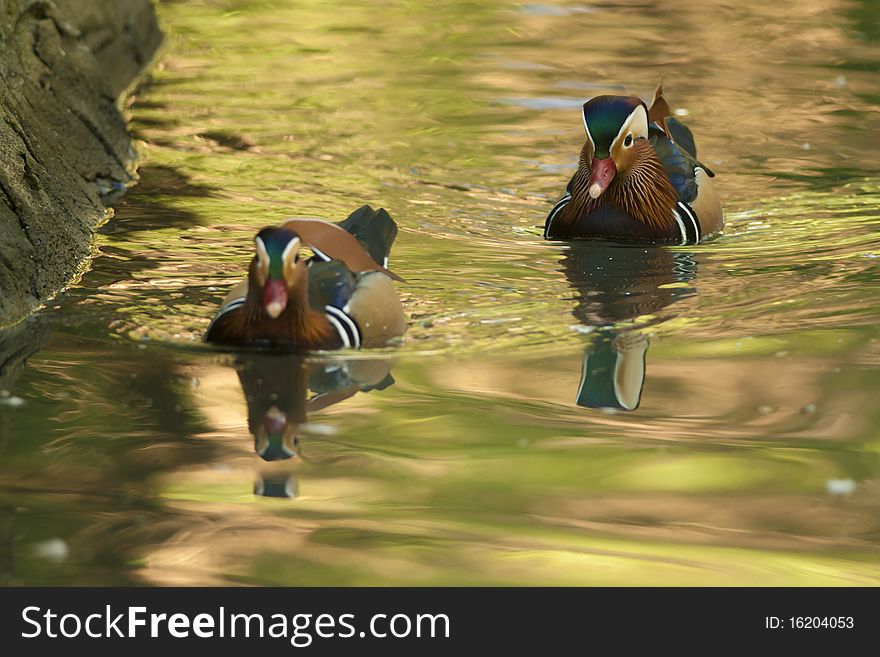 Two Mandarin Duck Drakes