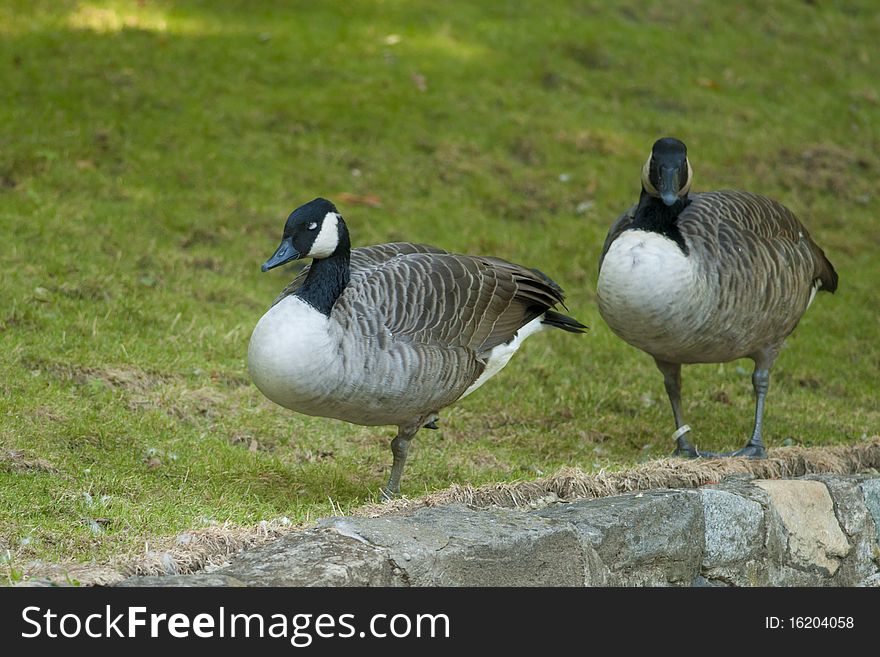 Canada Goose Pair