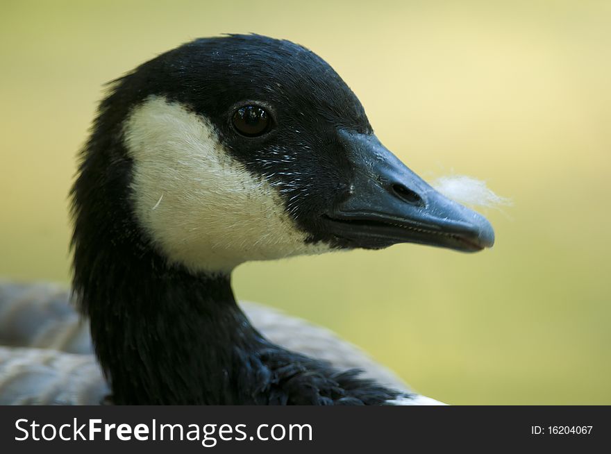 Canada Goose Portrait back light
