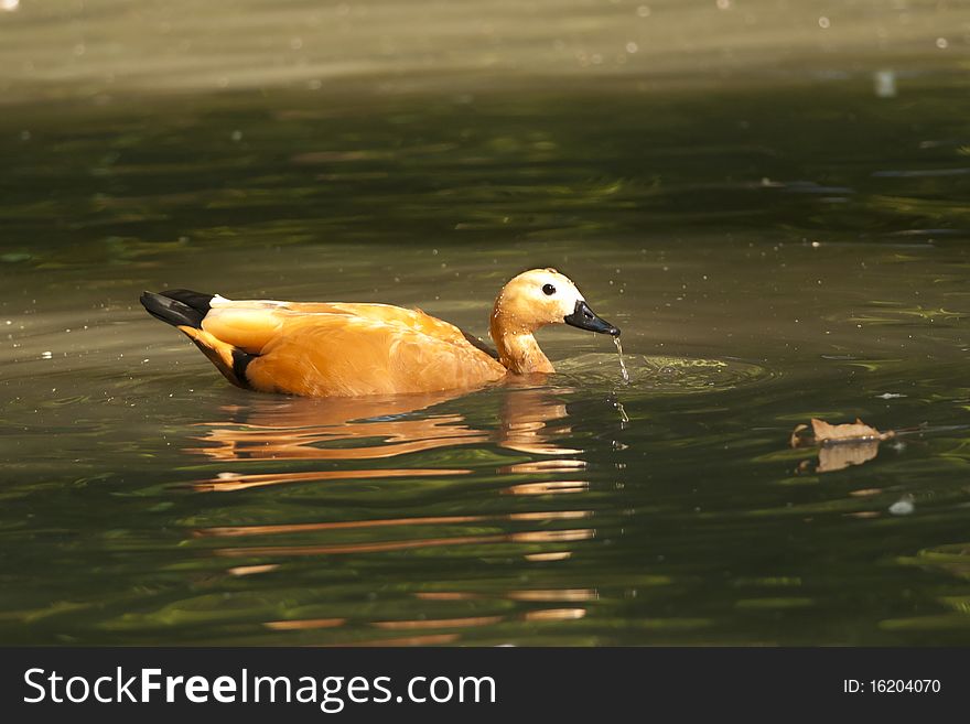 Ruddy Shelduck on green water