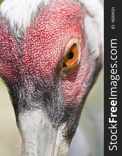Close view of a Yellow-billed Stork's head.