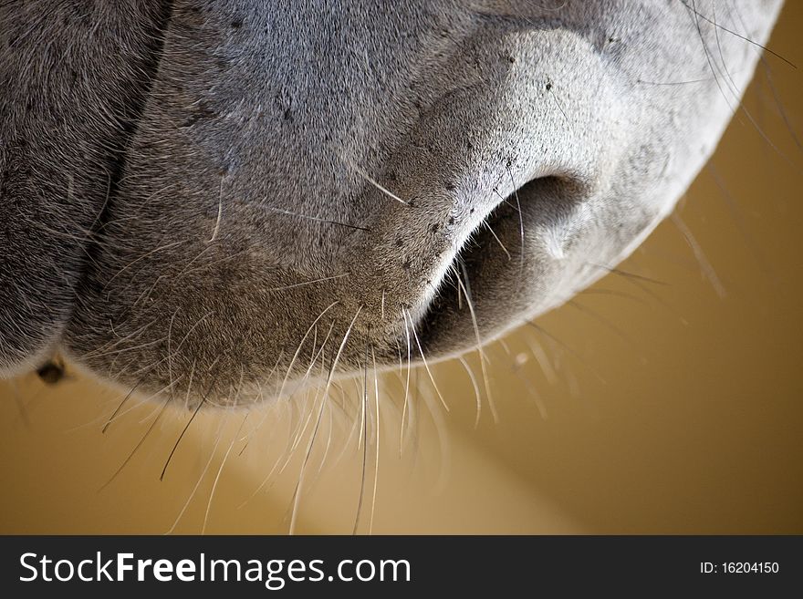 Close view of the snout of a donkey.