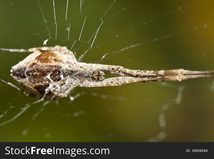 Close up view of below the spider belly on the web.