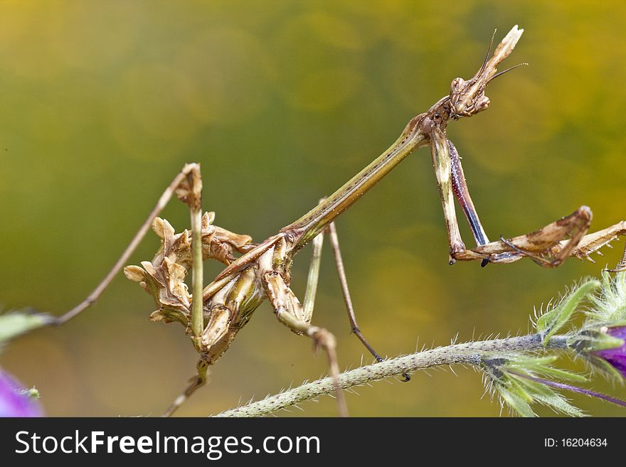 Female Empusa Pennata