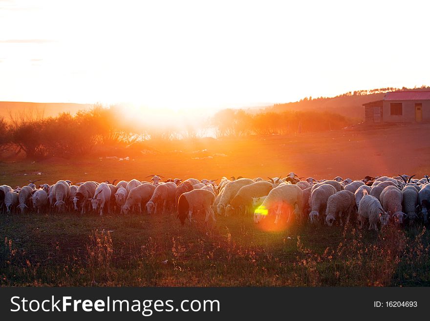 Colorful sheep in the sunset