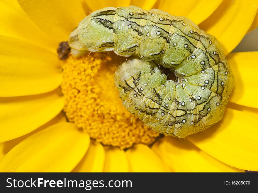 Coiled Caterpillar