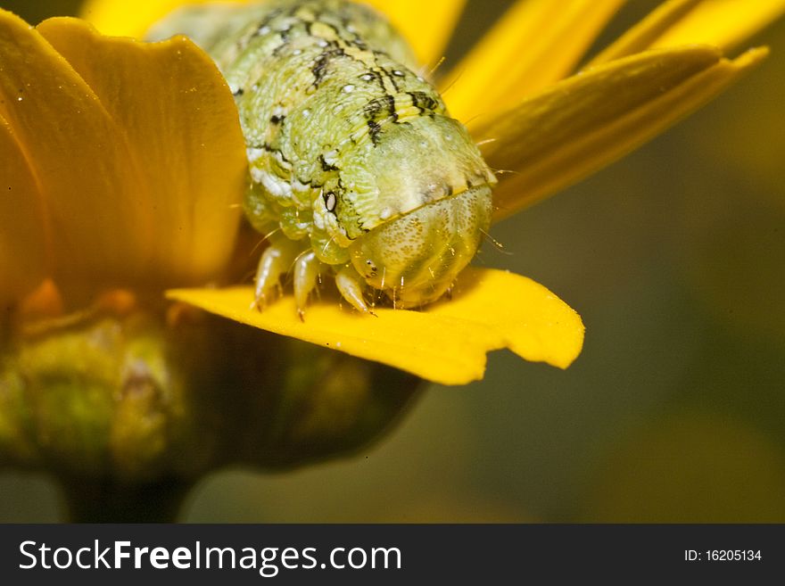 Close up view of a green caterpillar on a plant.