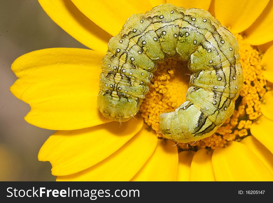 Close view of a coiled green caterpillar on a yellow flower. Close view of a coiled green caterpillar on a yellow flower