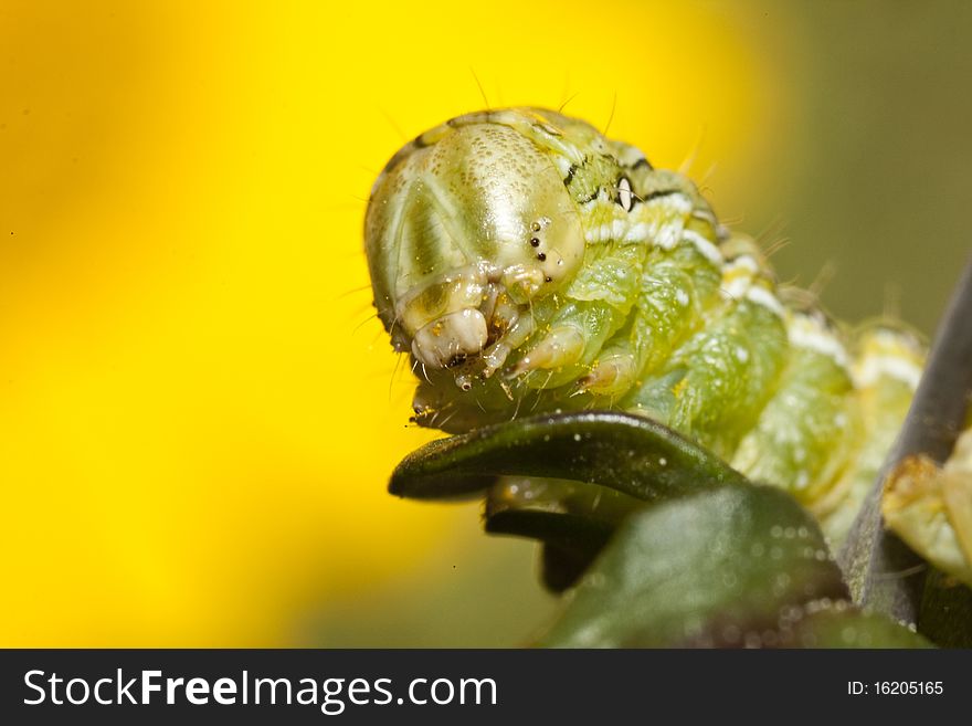 Close up view of a green caterpillar on a plant.