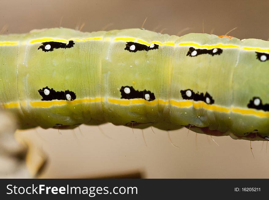 Close up view of a green caterpillar body part on a plant.