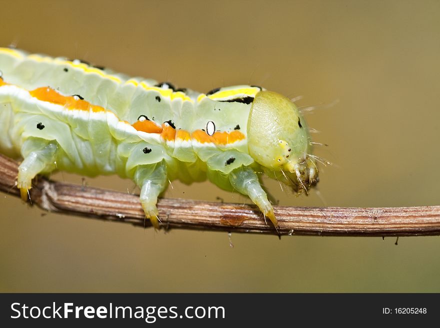 Close up view of a green caterpillar on a plant.