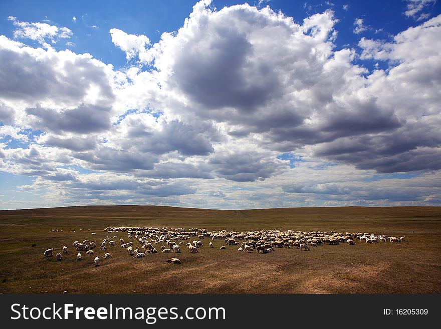 There are many sheep in the pasture