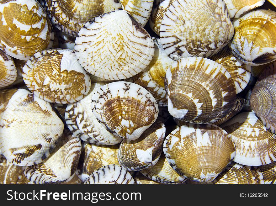 Stripes shell in the exhibition shows city Huahin shellfish , Thailand ,