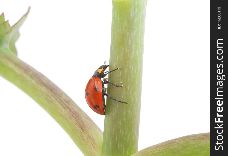 Ladybug on a plant, isolated on the white background