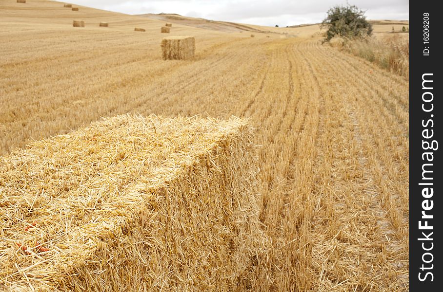 Hay bales in a field