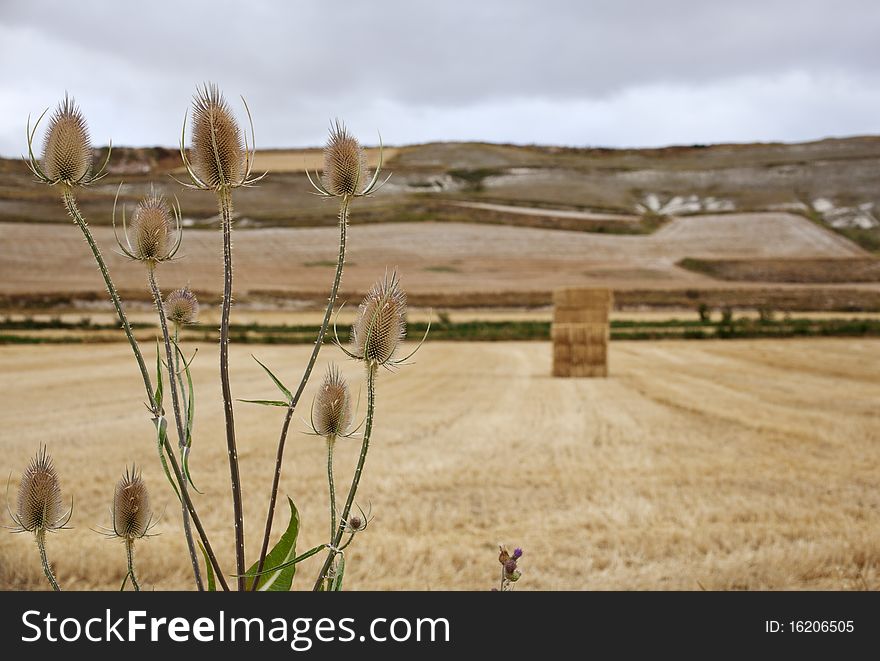 Rural scene in the spanish countryside