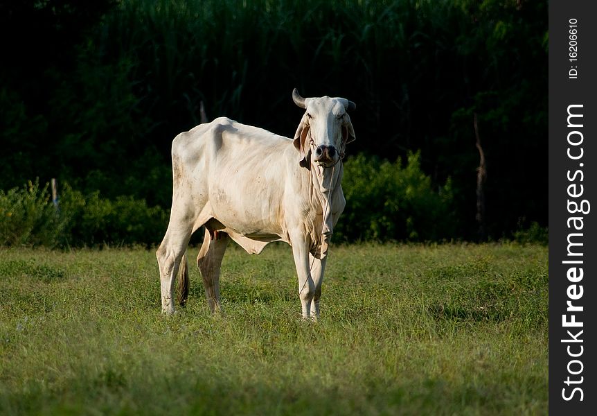 White Asian cow in the fields, staring at you. Photo taken in Thailand.