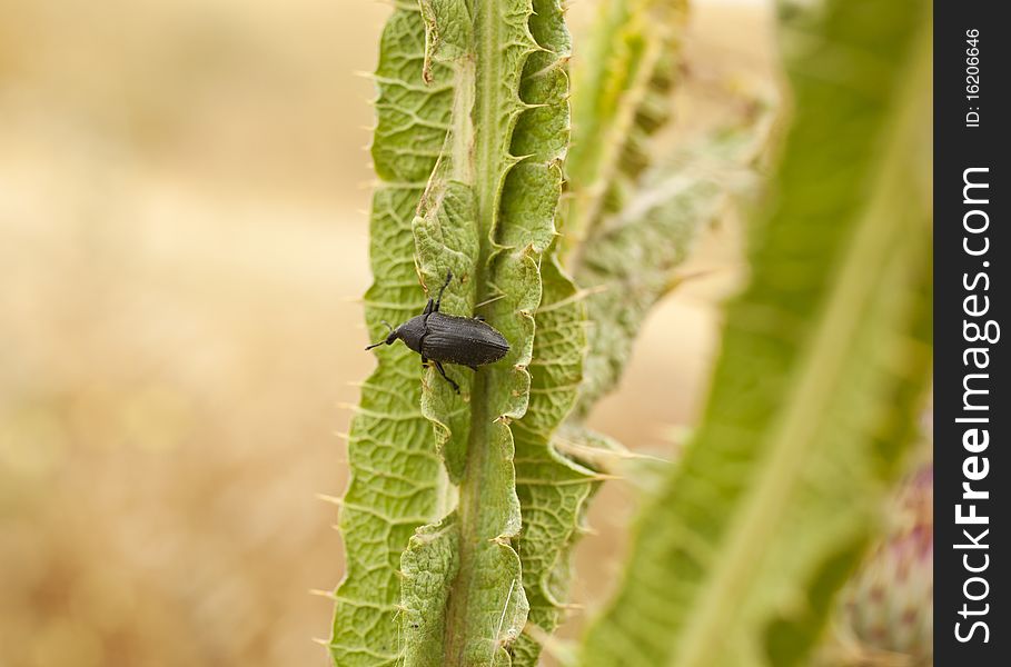 Insect On The Plant