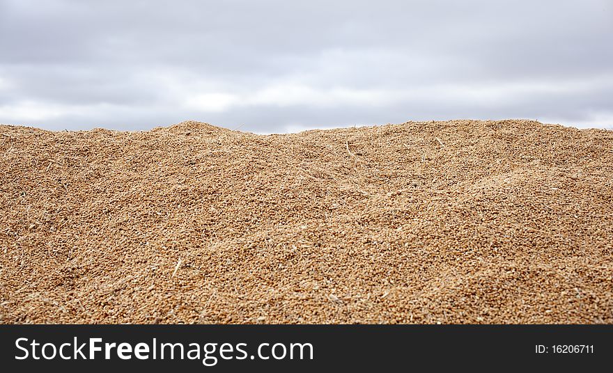 Wheat crop with clouds sky backgrounds