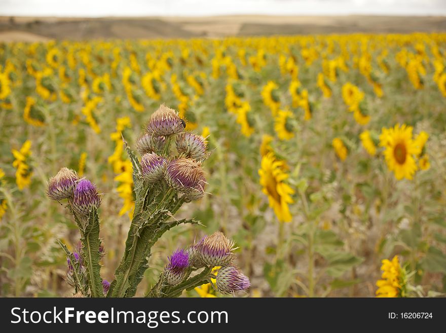 Thorny flowers with sunflowers in the background