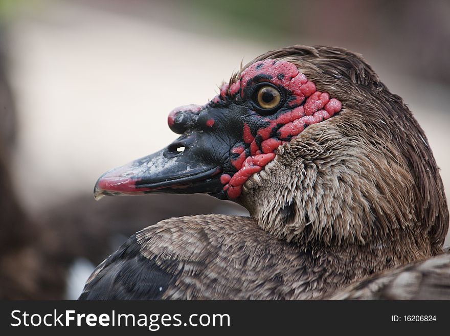 Head Of A Duck