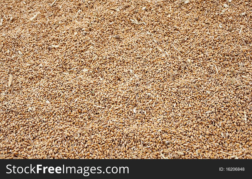 A texture with Wheat crop