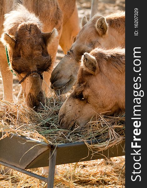 These camels were found in a desert farm near Dubai and Al Ain, United Arab Emirates. They are eating hay all together in the morning sun. These camels were found in a desert farm near Dubai and Al Ain, United Arab Emirates. They are eating hay all together in the morning sun.