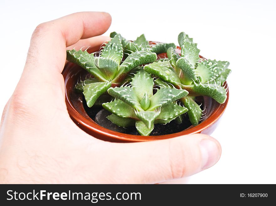 Green plant in hand to be green