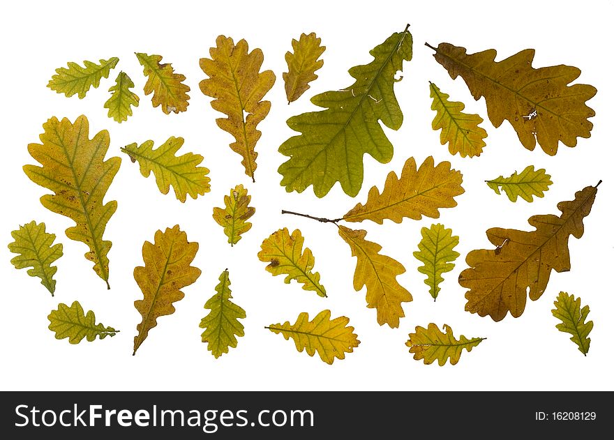 Collection autumn leaves of oak isolated on white background