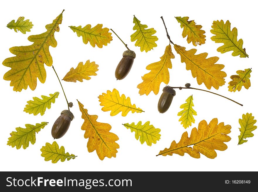 Collection autumn leaves of oak isolated on white background