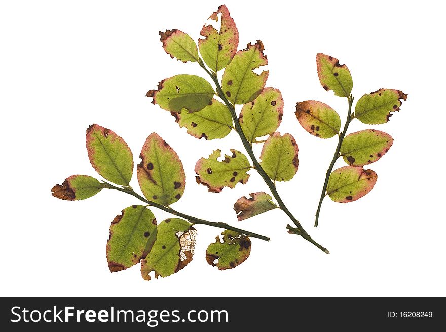 Autumn Leaves Of Bilberry Bush