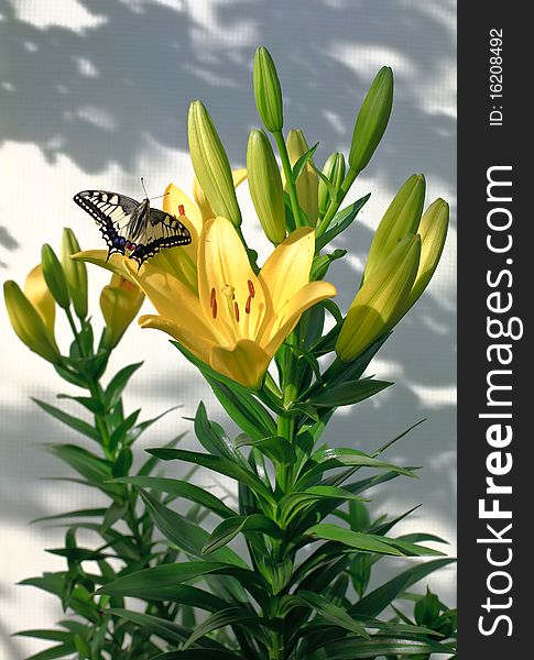 Beautiful butterfly Swallowtail sitting on a yellow lilies. Beautiful butterfly Swallowtail sitting on a yellow lilies