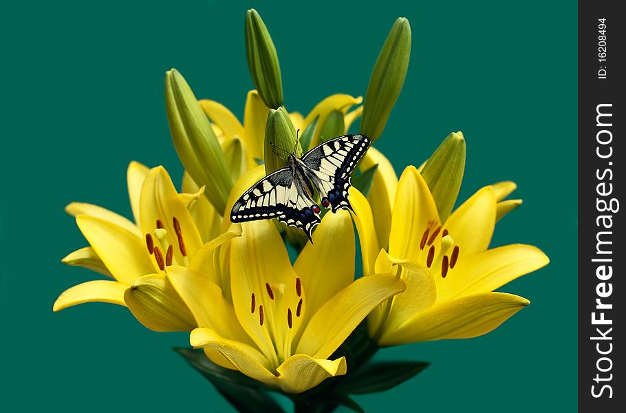 Beautiful butterfly Swallowtail sitting on a yellow lilies. Beautiful butterfly Swallowtail sitting on a yellow lilies