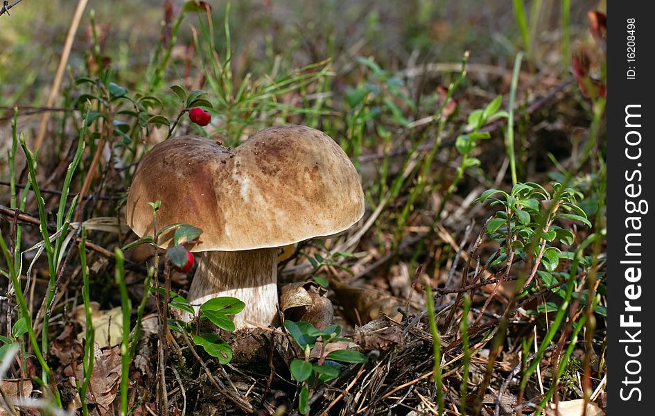 Wonderful Mushroom