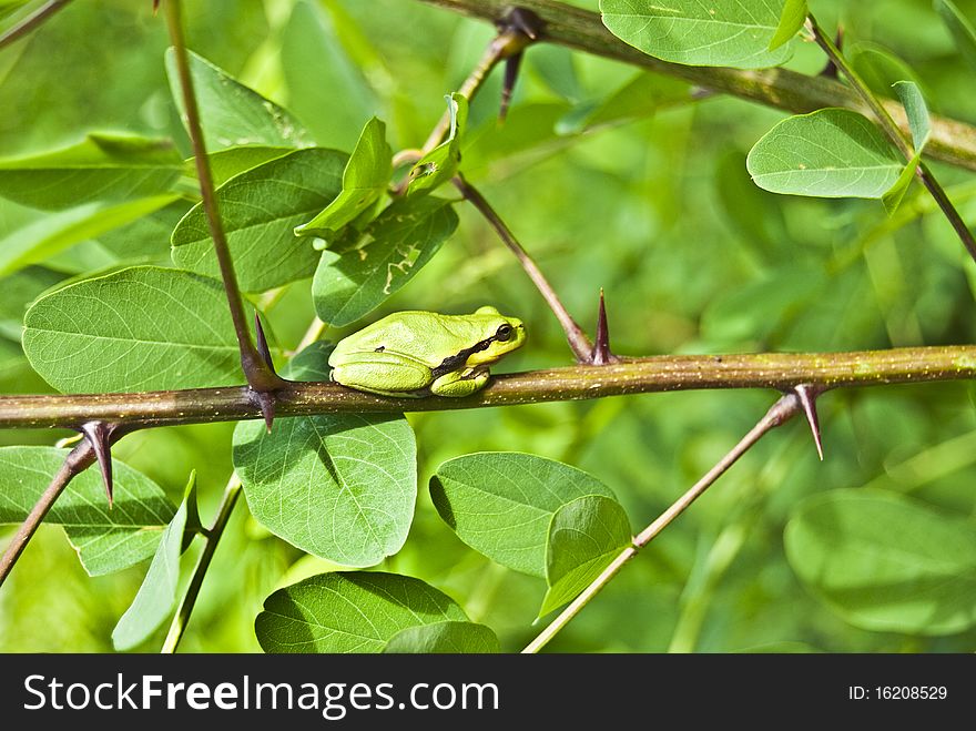 A small green frog on a limb