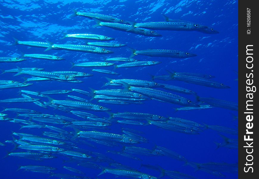 A swarm of barracudas swimming by. A swarm of barracudas swimming by