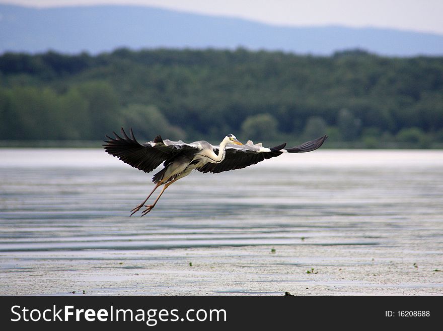 The Great Heron In Flight Over The Danube