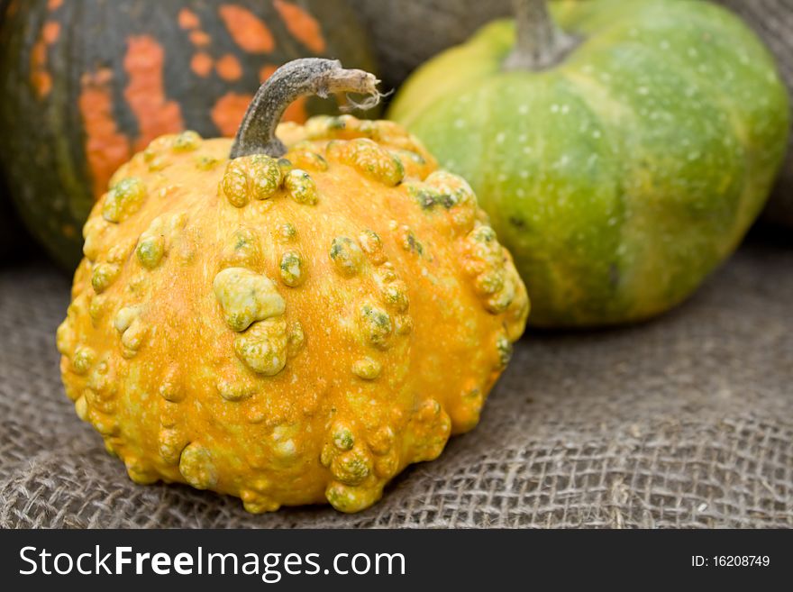 Decorative Multicolor Pumpkins