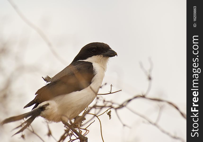A Long-tailed Fiscal perches on a wind-stroken bush at the dry savannah plains of Tsavo national park in Kenya. A Long-tailed Fiscal perches on a wind-stroken bush at the dry savannah plains of Tsavo national park in Kenya.