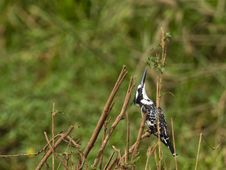 A Pied Kingfisher Controlling The Danger From Abov Royalty Free Stock Photography A Pied Kingfisher Controlling The Danger From Abov Royalty Free Stock Photography