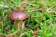 Boletus Mushroom Stock Image Boletus Mushroom Stock Image
