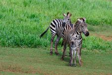 Zebra Family Royalty Free Stock Image