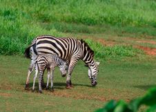 Zebra Family Royalty Free Stock Photos