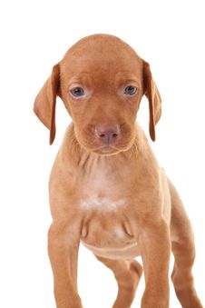 Adorable Vizsla Puppy Royalty Free Stock Photo Adorable Vizsla Puppy Royalty Free Stock Photo